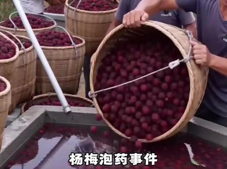百年沉淀抵不过黑心药水,漳州杨梅陷入产业寒冬。#药水杨梅 #杨梅 #杨梅浸泡药水引媒体关注