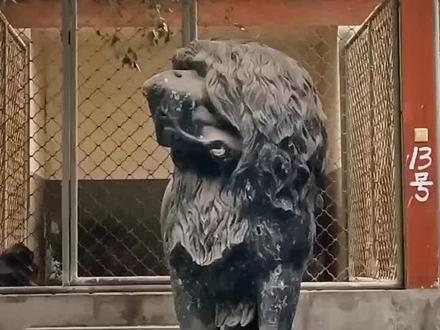 纯种藏獒永远巅峰!苏蟒和狮王不在了,后代一直在延续!#藏獒之父王占奎