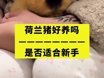 荷兰猪好养吗?新人看过来#宠物知识 #荷兰猪 #动物科普 #萌宠 #科普冷知识