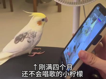柠檬的第一首歌就是这么学会的 #萌宠Vlog #troublemaker鸟 #看看你家的哈基米 #玄凤鹦鹉吹口哨 #玄凤国歌