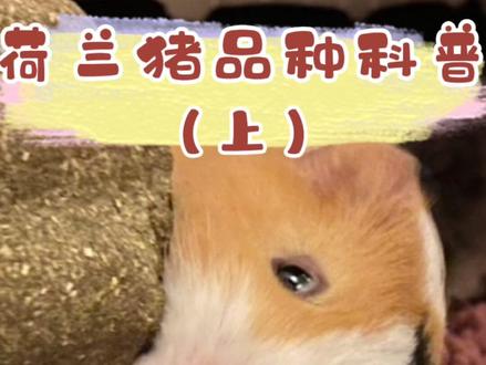#家有萌宠 #豚鼠 #宠物 来一波荷兰猪品种科普,欢迎纠错,欢迎补充