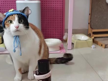 察言观色猫 @超级无敌大开门 #萌宠出道计划 #大笨猫 #猫咪