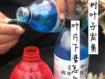 发财树叶片发黄往下垂,别担心,一招教你解决#养花 #养花小知识 @抖音小助手