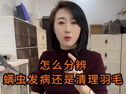 螨虫发病什么症状#螨虫 #鹦鹉繁殖场#小太阳