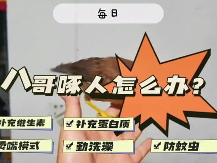 兄弟们,小八哥爱啄人怎么办?有知道为什么幼年的小八哥爱啄人吗?评论区告诉我,关注我养鸟不迷路,保护鸟类爱护大自然#萌宠 #宠物 #宠物出道计划 #萌宠出道计划 #家有萌宠