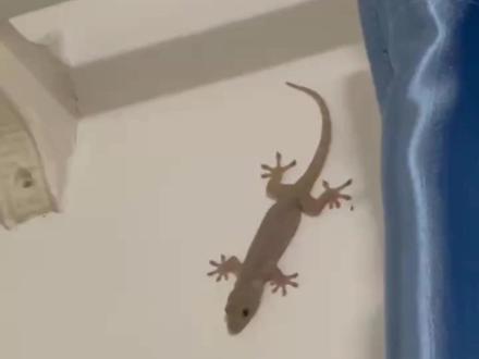 壁虎爬进卧室怎么办,千万别打死,教你一招,迅速活捉放生大自然