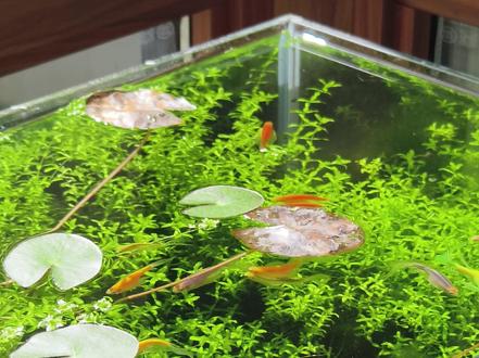 均价1元,适合三无生态鱼缸的好养貌美小鱼 分享几款我养过的适合三无鱼缸,不加过滤不加氧气,也能活的皮实貌美小鱼
观背青鳉
体型小巧,成体只有3–5 cm,身体侧扁,背部平直,因此得名“观背”。
人工改良品种色彩极多,常见光体、球体、星光等。
典型的冷水上层鱼,最适水温21–28 ℃,短时间可耐5 ℃以下并进入冬眠状态;夏季超过30 ℃需遮阴降温。
喜欢静水或极缓流,水深10–40 cm的塑料箱、瓷缸、小池均可饲养,避免与斗鱼、孔雀等活泼鱼混养。
食性杂而不挑,每天投喂1–2次,以3分钟内吃完为准。
繁殖简单,水温升至24 ℃左右、日照12小时即可追尾产卵,卵黏在水草上,约7–10天孵化。
寿命通常2–3年,精心饲养可达5年。
蝶翼斑马鱼
身体呈标准纺锤形,长度4–6 cm,体侧有醒目的钴蓝与银白或金黄纵纹,尾鳍深叉似蝶翅,故得“蝶翼”之名。
性格活泼,喜成群高速巡游,对水质适应力强。最适水温24–26 ℃,短时间不低于20 ℃即可。水族箱长60 cm以上、种植水草并留开阔水域供其穿梭最佳。
杂食性,冻干红虫、丰年虾、微粒、薄片均可,日喂2次。雌雄区别明显,雄鱼体色更艳且略修长,雌鱼腹部圆鼓
寿命一般2–3年。
米奇鱼
外形圆钝,尾柄末端有三块黑色圆斑,排列像米老鼠头像,因此得名。
体长3–4 cm,常见金色、红色、白化等品系。耐低温可至15 ℃,对水质要求不高。性格温和,可与孔雀、玛丽等同体型鱼混养。
杂食,人工薄片、颗粒、红虫、水蚤均喜食,注意不要过量以免肥胖。
繁殖极易,雌鱼体内受精直接产下幼鱼,怀孕期约28天,发现腹部明显膨大应及时将雌鱼移至繁殖盒,否则小鱼会被成鱼吞食。寿命2–3年。
鳑鲏鱼
体扁而高,侧视呈菱形,成体4–8 cm,雄鱼繁殖期体色绚丽,鳃盖与鳍条呈虹彩蓝、红、绿。原生于稻田、沟渠、池塘,喜缓流水草区,耐低温0 ℃以上、高温32 ℃以下,最适18–24 ℃。
寿命3–5年。
迷你灯
体型极小,成体1.5–2.5 cm,水温24–27 ℃。群游性强,群居性鱼种,建议饲养6只以上 有较强的攻击欲望,会主动攻击其他鱼 攻击力不强,正常情况下都是啃鱼鳍 环境变化或收到惊吓会褪色,养定后恢复 只是叫迷你,成体后并没有比其他灯科鱼小#养鱼日记 #生态缸水草 #水族 #鱼缸 #养鱼人