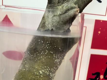 水培小叶女贞,大家不需要老是换水的,因为水温稳定的话对它的生根有利,如果老是换水,好不容易有点温度了,然后又给它用凉水,它又要重新适应,对长根长叶也是不利的#水培#小叶女贞