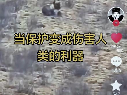 辟谣可以,但请别无视高原牧民的真实伤痛!
最近,针对高原地区“熊吃人”的传言,官方进行了辟谣,称当地暂未发生棕熊吃人的案例。
我们明白,谣言必须制止。但今天,我想站在这里,替无数生活在青藏高原的牧民,说一句最真实的心里话:藏区百姓长期遭受藏马熊、棕熊的袭击与威胁,从来都不是谣言,而是无数家庭亲身经历的生死考验。我们生活在高原,很多牧民祖祖辈辈以放牧为生。每天天不亮,就要一个人、一匹马,赶着牦牛上山。茫茫草原,空旷无人,没有同伴,没有信号,一旦遇上棕熊,别说反抗,就连逃跑的机会都微乎其微。熊的速度与力量,远非人能对抗,很多时候,相遇就是生死一瞬。除了放牧,每年挖虫草的季节,更是危险重重。无数人进山谋生,山路崎岖、人烟稀少,遭遇棕熊袭击的事故年年都有,不少人因此受伤,甚至失去生命。这些悲剧,不是故事,不是传闻,是实实在在发生在我们身边的伤痛。这些年,藏区百姓一直在通过各种方式发声:棕熊半夜闯入村庄、拆毁房屋、袭击人畜,威胁着每一个家庭的安全。可这些来自高原最真实的呼救,大多被淹没在信息里,很少被外界听见,更少被媒体真正关注、认真报道。我们不反对辟谣,也支持澄清不实信息。但我们无法接受的是:用一句“某地没有吃人案例”,轻轻掩盖整个青藏高原无数牧民几十年来一直承受的恐惧与伤害;用一句看似平静的回应,抹掉那些失去亲人的家庭、那些留下终身伤痛的受害者、那些每天出门都不知道能不能平安回家的普通人。
我们从来不是要制造恐慌,更不是要抹黑谁。我们只是想被看见、被重视、被保护。我们希望,偏远牧区能有更完善的防熊设施、警报装置;希望能有更多巡逻力量与应急救援,在危险来临时能及时出手;希望人熊冲突能被真正当作一件关乎生命的大事来对待,而不是轻描淡写,假装危险不存在。生命至上,无论是人,还是动物,都值得尊重。但请不要忘记,生活在这片土地上的牧民,同样拥有平安活下去的权利。我今天发声,不为别的,只为替千千万万在高原上日夜担惊受怕的百姓说一句:
我们的恐惧是真的,我们的伤痛是真的,我们的诉求也是真的。愿高原的每一个生命都被善待,愿每一位牧民都能安心放牧、平安回家。