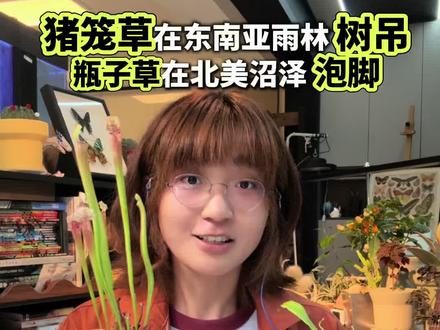 在植物闻风丧胆的泥炭沼泽里听猪笼草大笑 #植物