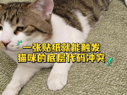 底层代码冲突,舔毛重要 #猫咪舔毛 #猫咪底层代码 #萌宠出道计划 #猫咪的迷惑行为 #猫咪的日常