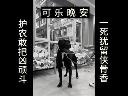 勇猛的年轻战将可乐晚安#猎犬护农 #西北刀客可乐@西北刀客-公益护农 @西北刀客-吴队 @西北刀客-机油手 @洋姐网红零食