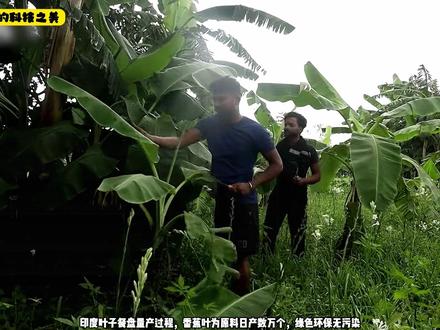 印度叶子餐盘量产过程,香蕉叶为原料日产数万个,绿色环保无污染 #原始技术 #手艺人 #香蕉 #餐盘
