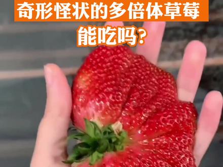 奇形怪状的多倍体草莓能吃吗?#草莓 #多倍体 #多倍体草莓