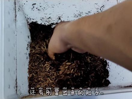 美他利佛楸型虫幼虫饲养环境制作,有点长☺️☺️,用心制作,谢谢观赏#昆虫 #爬宠 #甲虫