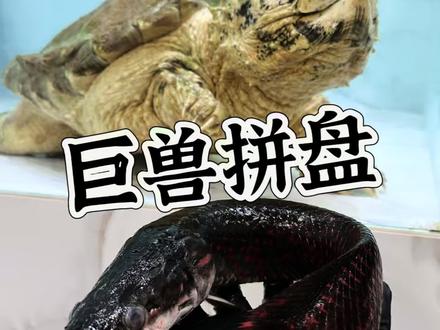 炸裂巨骨舌鱼登场 #变异大鳄灭霸 #红甲社