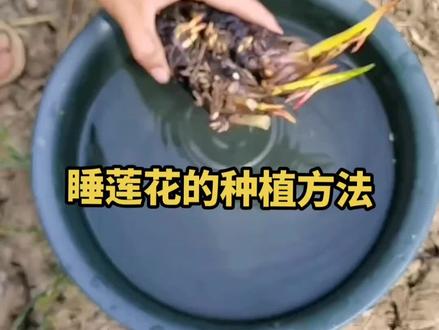 睡莲花的种植方法,非常好养#睡莲 #碗莲 #水培植物