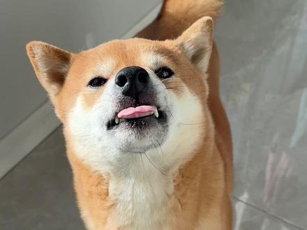 是表哥吗~ #表哥一起去抓羊啊 #萌宠出道计划 #柴犬 #狗狗的心思都写在脸上了 #柴犬听到日语的反应