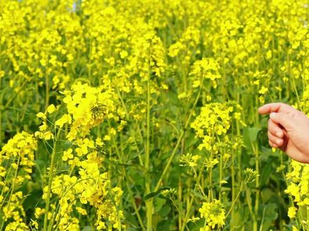 我的植物朋友不会写,学会五字口诀轻松拿高分 #小学作文 #作文技巧 #学霸秘籍 #家长必看