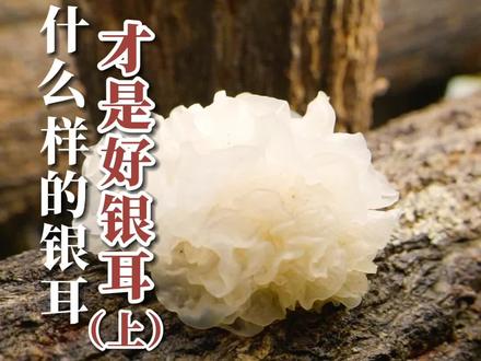 究竟什么样的银耳才是好银耳?吃银耳是为了吃蛋白质吗?#有机农业