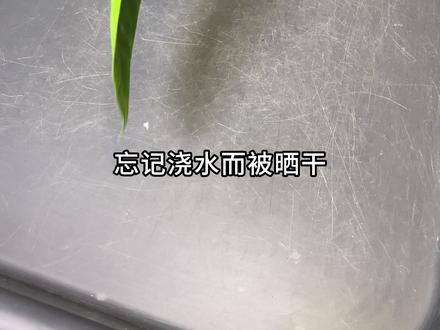 夏季植物拯救计划之干枯脱水的植物如何恢复生长 夏季炎热,夏天买到家的植物忘记浇水了,晒干晒伤了,植物干枯脱水倒伏了怎么办。先别丢,这样做又能恢复疯狂跳叶猛猛生长的节奏~
植物和根系远比你想象的要坚强的多,而脱水的植物和脱水的根系产生了根系的干瘪和损伤,此时我们需要及时补充适量的,长期的,稳定的水分和水汽,并且在植物养护技巧种重要的种植小技巧是让植物根系间隙创造空气和能呼吸的间隙,而优质的毛毛虫水苔就可以满足,小白小粉解决夏季小黑飞和蘑菇问题,花木盛智能离子营养基给到植物充分持久的养料。具体要怎么做,来看视频学植物养护吧
#种植小技巧 #室内绿植 #植物养护技巧 #自然奇境科普季 #浇水