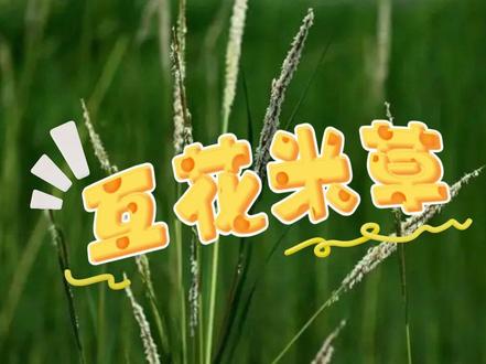 为何要"除绿"?我国沿海滩涂遭外来入侵植物破坏 #外来入侵物种 #互花米草