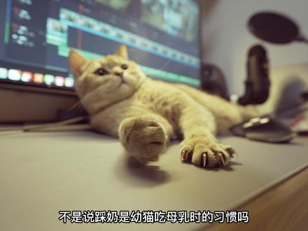 猫咪踩奶是怎么回事?为什么有些猫咪一辈子都戒不掉?#科学养宠攻略 #猫粮 #阿飞和巴弟