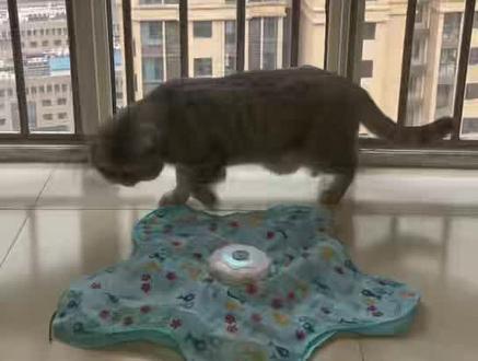 没想到他会对这款玩具感兴趣,真实测评,帮各位铲屎官提前踩雷。#猫咪玩具 #养猫好物#猫咪用品