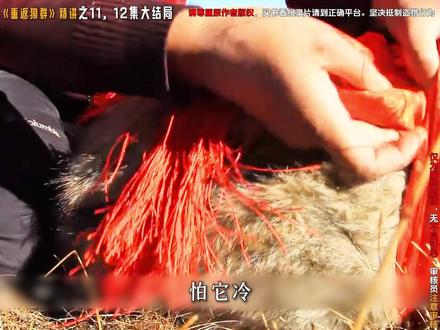 大家期待已久的大结局,来了,但是看之前一定准备好纸巾。。。。 #重返狼群 #重返狼群完整版