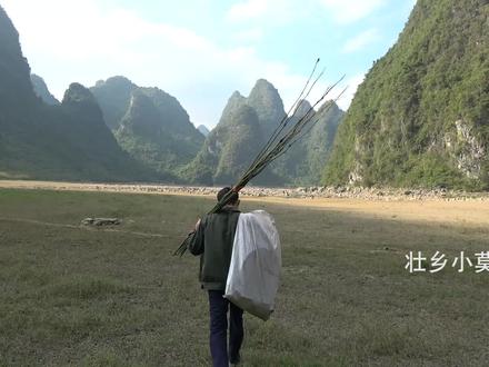 小莫再次进山搞野,第一次用猪肝放夜钓抓甲鱼,真是下血本了