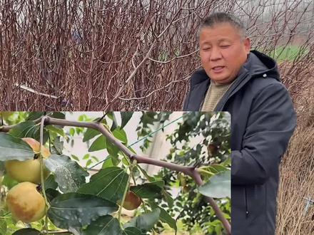 想种省事的枣树他就是蟠枣莫属、不环割不环剥压断枝头、誰种都结果、终身包对版蟠枣苗#蟠枣树苗 #潘枣苗 #蟠枣种植