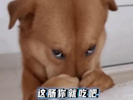 干的湿的都无所谓,就怕蘸酱的#人类幼崽的神操作 #搞笑 #超级萌娃