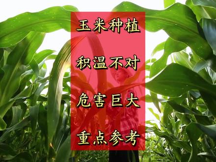 玉米种植技术积温参考#真实生活分享计划