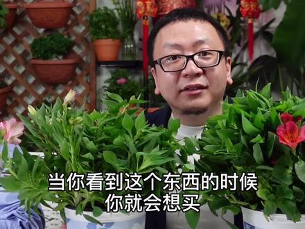 有点贵,但好养,它叫六出花 #花园焕新季