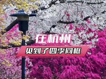 怪不得说樱花树下站谁都美呢,因为这是真美啊 #杭州 #杭州樱花 #樱花 #在杭州见到了四季同框
(素材来源于网络)