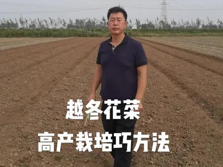 越冬花菜!高产栽培巧方法!