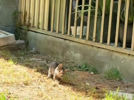 何必心存侥幸😀何必太羞耻🤪犹犹豫豫会老的 #猫咪