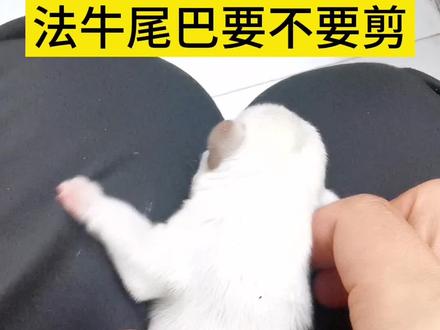 #创作灵感 法牛的尾巴是天生的吗,需要剪吗#法国斗牛犬 #法斗