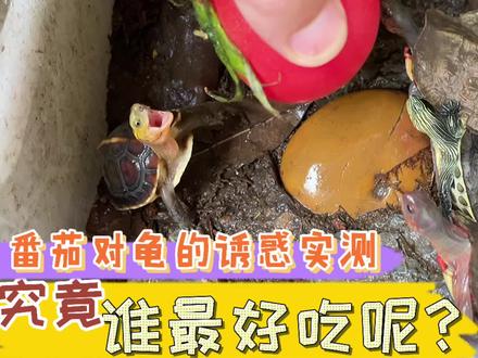 两元买了一个番茄,龟龟们见着就像打了鸡血似的,主人乐开了花