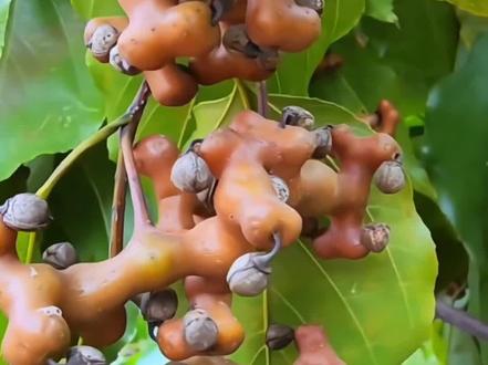 原来这些东西是可以吃的,你知道吗?#科普一下