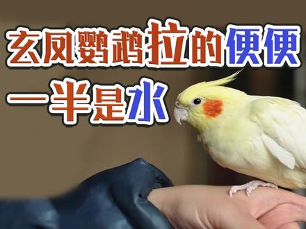 玄凤鹦鹉拉的便便一半是 #玄凤鹦鹉