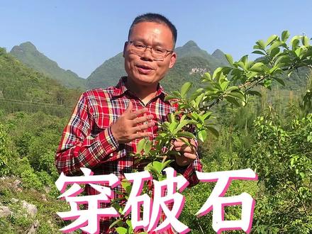 穿破石为什么又叫千层皮?#新农人计划2022 #抖音自然