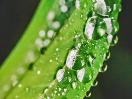 植物学83单双子叶植物纲区别。