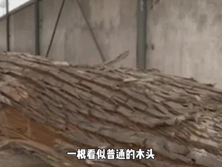 一根木头卖到“天价”,乌木到底有什么用?挖到必须上交国家吗? #乌木 #阴沉木 #宝物 #木头