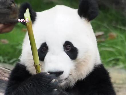 前26秒欣赏momo酱的美貌,后24秒发生了让桃浜(bāng)和我们哭笑不得的事情#大熊猫桃浜 #大熊猫 #国宝 #被你萌化了 #不止我一个想rua大熊猫
