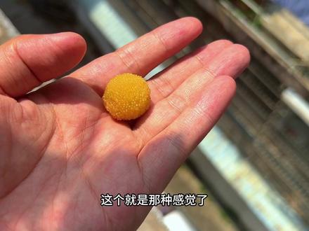 盆栽杨梅成熟了,一起看看