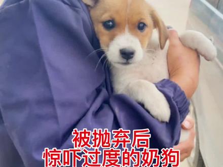 如何救被惊吓到的狗狗?看芳姐怎么做的#狗狗 #萌宠 @抖音小助手