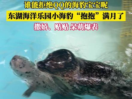 谁能拒绝QQ的海豹宝宝呢! 东湖海洋乐园小海豹“抱抱”满月了,撒娇、贴贴,呆萌爆表。#海豹 #武汉旅游攻略 #海洋乐园 #满月宝宝 #亲子遛娃