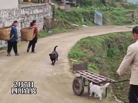 【热点新闻】2月7日,四川宜宾。看过这么爱坐车的狗子吗?“我爸妈太宠他了,出去干活都会推着他去” #狗狗 #农村生活 (来源:@第1眼新闻 @干饭小舒 制作:P)