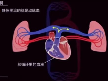 你了解肺循环吗?